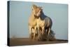 Two White Camargue Horses Trotting in Sand, Provence, France-Jaynes Gallery-Stretched Canvas