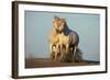 Two White Camargue Horses Trotting in Sand, Provence, France-Jaynes Gallery-Framed Photographic Print