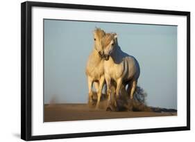 Two White Camargue Horses Trotting in Sand, Provence, France-Jaynes Gallery-Framed Photographic Print