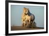 Two White Camargue Horses Trotting in Sand, Provence, France-Jaynes Gallery-Framed Photographic Print