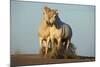 Two White Camargue Horses Trotting in Sand, Provence, France-Jaynes Gallery-Mounted Photographic Print