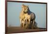 Two White Camargue Horses Trotting in Sand, Provence, France-Jaynes Gallery-Framed Photographic Print