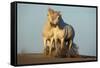 Two White Camargue Horses Trotting in Sand, Provence, France-Jaynes Gallery-Framed Stretched Canvas