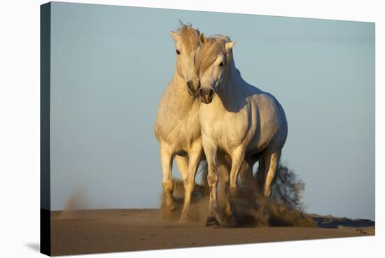 Two White Camargue Horses Trotting in Sand, Provence, France-Jaynes Gallery-Stretched Canvas