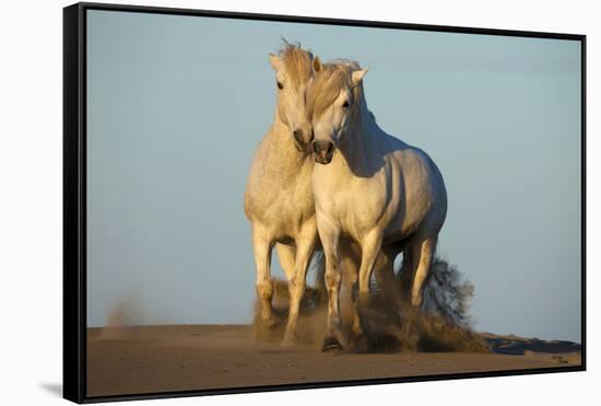Two White Camargue Horses Trotting in Sand, Provence, France-Jaynes Gallery-Framed Stretched Canvas
