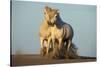 Two White Camargue Horses Trotting in Sand, Provence, France-Jaynes Gallery-Stretched Canvas