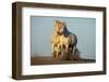 Two White Camargue Horses Trotting in Sand, Provence, France-Jaynes Gallery-Framed Photographic Print