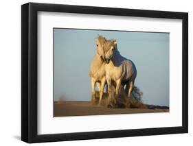 Two White Camargue Horses Trotting in Sand, Provence, France-Jaynes Gallery-Framed Photographic Print