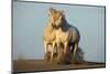 Two White Camargue Horses Trotting in Sand, Provence, France-Jaynes Gallery-Mounted Photographic Print