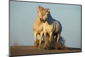 Two White Camargue Horses Trotting in Sand, Provence, France-Jaynes Gallery-Mounted Photographic Print