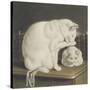 Two White Cats with Books on a Table-Gottfried Mind-Stretched Canvas