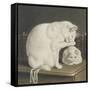 Two White Cats with Books on a Table-Gottfried Mind-Framed Stretched Canvas