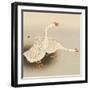 Two White Geese-Koson Ohara-Framed Giclee Print