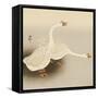Two White Geese-Koson Ohara-Framed Stretched Canvas