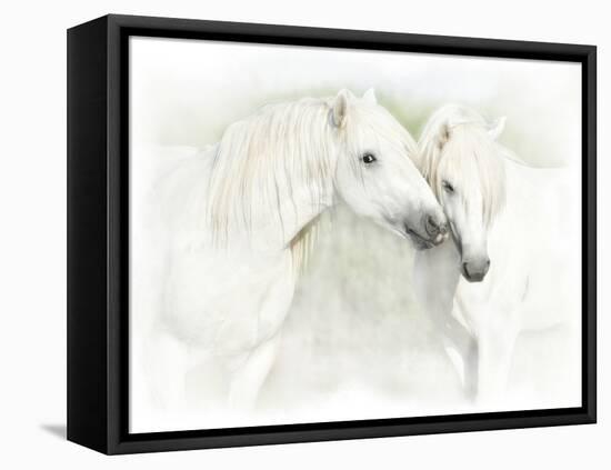 Two White Horses of Camargue, French, Nuzzling-Sheila Haddad-Framed Stretched Canvas