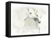 Two White Horses of Camargue, French, Nuzzling-Sheila Haddad-Framed Stretched Canvas