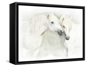 Two White Horses of Camargue, French, Nuzzling-Sheila Haddad-Framed Stretched Canvas