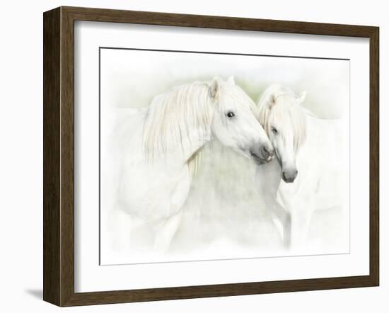 Two White Horses of Camargue, French, Nuzzling-Sheila Haddad-Framed Photographic Print