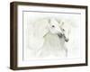 Two White Horses of Camargue, French, Nuzzling-Sheila Haddad-Framed Photographic Print