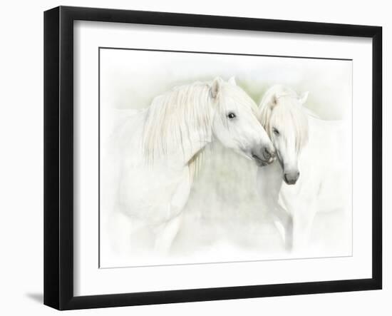 Two White Horses of Camargue, French, Nuzzling-Sheila Haddad-Framed Photographic Print