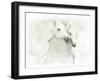 Two White Horses of Camargue, French, Nuzzling-Sheila Haddad-Framed Photographic Print