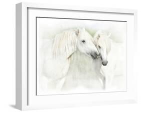 Two White Horses of Camargue, French, Nuzzling-Sheila Haddad-Framed Photographic Print