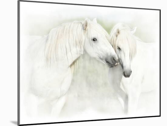 Two White Horses of Camargue, French, Nuzzling-Sheila Haddad-Mounted Photographic Print