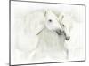 Two White Horses of Camargue, French, Nuzzling-Sheila Haddad-Mounted Photographic Print