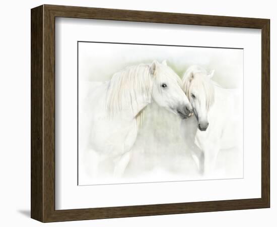 Two White Horses of Camargue, French, Nuzzling-Sheila Haddad-Framed Photographic Print