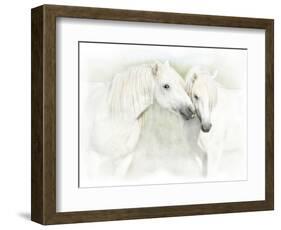 Two White Horses of Camargue, French, Nuzzling-Sheila Haddad-Framed Photographic Print