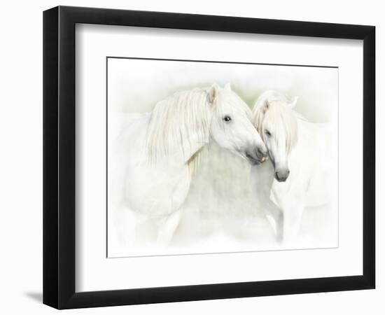 Two White Horses of Camargue, French, Nuzzling-Sheila Haddad-Framed Photographic Print