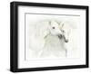 Two White Horses of Camargue, French, Nuzzling-Sheila Haddad-Framed Photographic Print