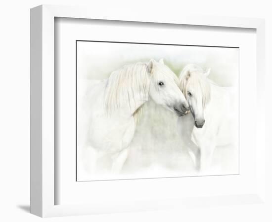 Two White Horses of Camargue, French, Nuzzling-Sheila Haddad-Framed Photographic Print