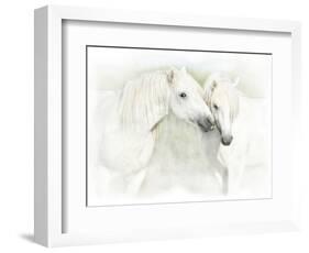 Two White Horses of Camargue, French, Nuzzling-Sheila Haddad-Framed Photographic Print