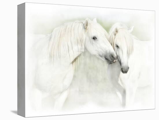 Two White Horses of Camargue, French, Nuzzling-Sheila Haddad-Stretched Canvas