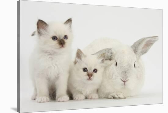 Two White Kittens and a White Rabbit-Mark Taylor-Stretched Canvas