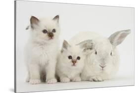 Two White Kittens and a White Rabbit-Mark Taylor-Stretched Canvas