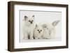 Two White Kittens and a White Rabbit-Mark Taylor-Framed Photographic Print