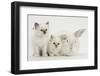 Two White Kittens and a White Rabbit-Mark Taylor-Framed Photographic Print