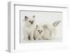 Two White Kittens and a White Rabbit-Mark Taylor-Framed Photographic Print