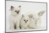 Two White Kittens and a White Rabbit-Mark Taylor-Mounted Photographic Print