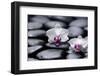 Two White Orchid with Therapy Stones-crystalfoto-Framed Photographic Print