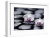 Two White Orchid with Therapy Stones-crystalfoto-Framed Photographic Print