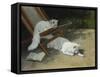 Two White Persian Cats with a Ladybird by a Deckchair, 19th Century-Arthur Heyer-Framed Stretched Canvas