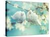 Two White Pigeon on Flowering Background.-IgorAleks-Stretched Canvas