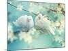 Two White Pigeon on Flowering Background.-IgorAleks-Mounted Photographic Print