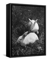 Two White Rabbits Nestled in Grass, at White Horse Ranch-William C^ Shrout-Framed Stretched Canvas