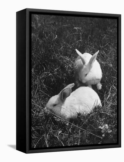 Two White Rabbits Nestled in Grass, at White Horse Ranch-William C^ Shrout-Framed Stretched Canvas