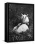 Two White Rabbits Nestled in Grass, at White Horse Ranch-William C^ Shrout-Framed Stretched Canvas