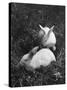 Two White Rabbits Nestled in Grass, at White Horse Ranch-William C^ Shrout-Stretched Canvas